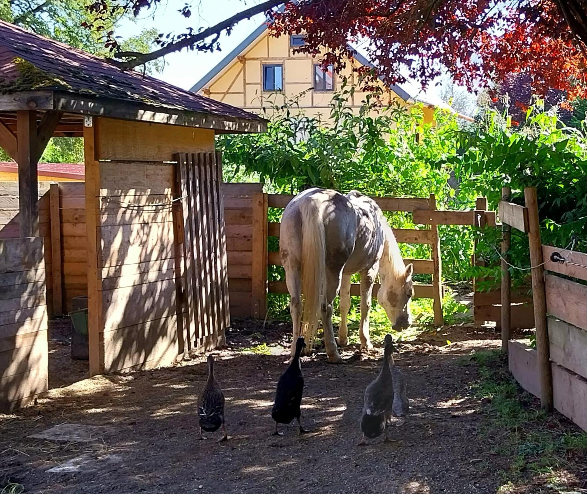 Apartment Mit Bauernhof-flair Kempten (Allgäu)